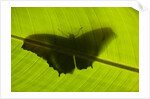 Butterfly, Costa Rica by Anonymous