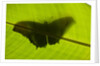 Butterfly, Costa Rica by Anonymous