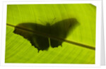 Butterfly, Costa Rica by Anonymous