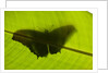 Butterfly, Costa Rica by Anonymous