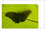 Butterfly, Costa Rica by Anonymous