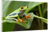 Red Eyed Tree Frog, Costa Rica by Anonymous