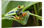 Red Eyed Tree Frog, Costa Rica by Anonymous