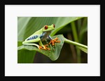 Red Eyed Tree Frog, Costa Rica by Anonymous