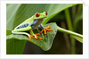 Red Eyed Tree Frog, Costa Rica by Anonymous