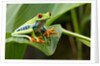 Red Eyed Tree Frog, Costa Rica by Anonymous