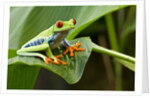 Red Eyed Tree Frog, Costa Rica by Anonymous