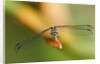 Dragonfly, Osa Peninsula, Costa Rica by Anonymous