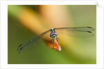 Dragonfly, Osa Peninsula, Costa Rica by Anonymous