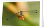 Dragonfly, Osa Peninsula, Costa Rica by Anonymous
