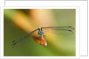Dragonfly, Osa Peninsula, Costa Rica by Anonymous