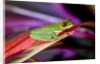 Red Eyed Tree Frog, Costa Rica by Anonymous