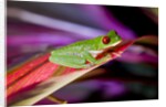 Red Eyed Tree Frog, Costa Rica by Anonymous