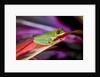 Red Eyed Tree Frog, Costa Rica by Anonymous
