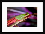 Red Eyed Tree Frog, Costa Rica by Anonymous