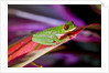 Red Eyed Tree Frog, Costa Rica by Anonymous