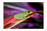 Red Eyed Tree Frog, Costa Rica by Anonymous