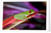Red Eyed Tree Frog, Costa Rica by Anonymous