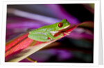 Red Eyed Tree Frog, Costa Rica by Anonymous