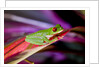 Red Eyed Tree Frog, Costa Rica by Anonymous