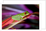 Red Eyed Tree Frog, Costa Rica by Anonymous