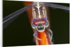 Dragonfly, Osa Peninsula, Costa Rica by Anonymous
