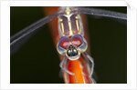 Dragonfly, Osa Peninsula, Costa Rica by Anonymous