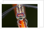 Dragonfly, Osa Peninsula, Costa Rica by Anonymous