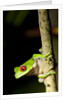 Red Eyed Tree Frog, Costa Rica by Anonymous