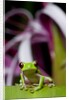Red Eyed Tree Frog, Costa Rica by Anonymous