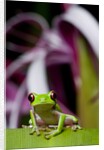 Red Eyed Tree Frog, Costa Rica by Anonymous