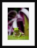 Red Eyed Tree Frog, Costa Rica by Anonymous
