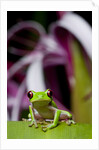 Red Eyed Tree Frog, Costa Rica by Anonymous