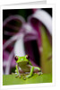 Red Eyed Tree Frog, Costa Rica by Anonymous