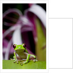Red Eyed Tree Frog, Costa Rica by Anonymous