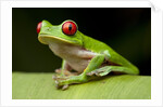 Red Eyed Tree Frog, Costa Rica by Anonymous