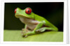 Red Eyed Tree Frog, Costa Rica by Anonymous