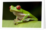 Red Eyed Tree Frog, Costa Rica by Anonymous