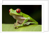 Red Eyed Tree Frog, Costa Rica by Anonymous
