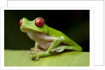 Red Eyed Tree Frog, Costa Rica by Anonymous