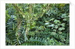 Rainforest, Costa Rica by Anonymous