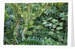 Rainforest, Costa Rica by Anonymous