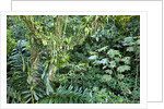 Rainforest, Costa Rica by Anonymous