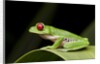 Red Eyed Tree Frog, Costa Rica by Anonymous