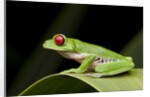 Red Eyed Tree Frog, Costa Rica by Anonymous
