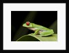 Red Eyed Tree Frog, Costa Rica by Anonymous