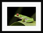 Red Eyed Tree Frog, Costa Rica by Anonymous
