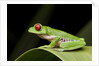 Red Eyed Tree Frog, Costa Rica by Anonymous