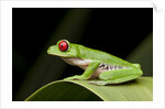 Red Eyed Tree Frog, Costa Rica by Anonymous