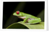 Red Eyed Tree Frog, Costa Rica by Anonymous
